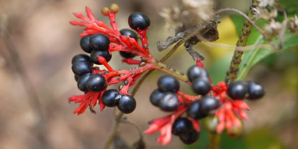 Rauvolfia serpentina, a plant with red stems and
		 blue-black berries