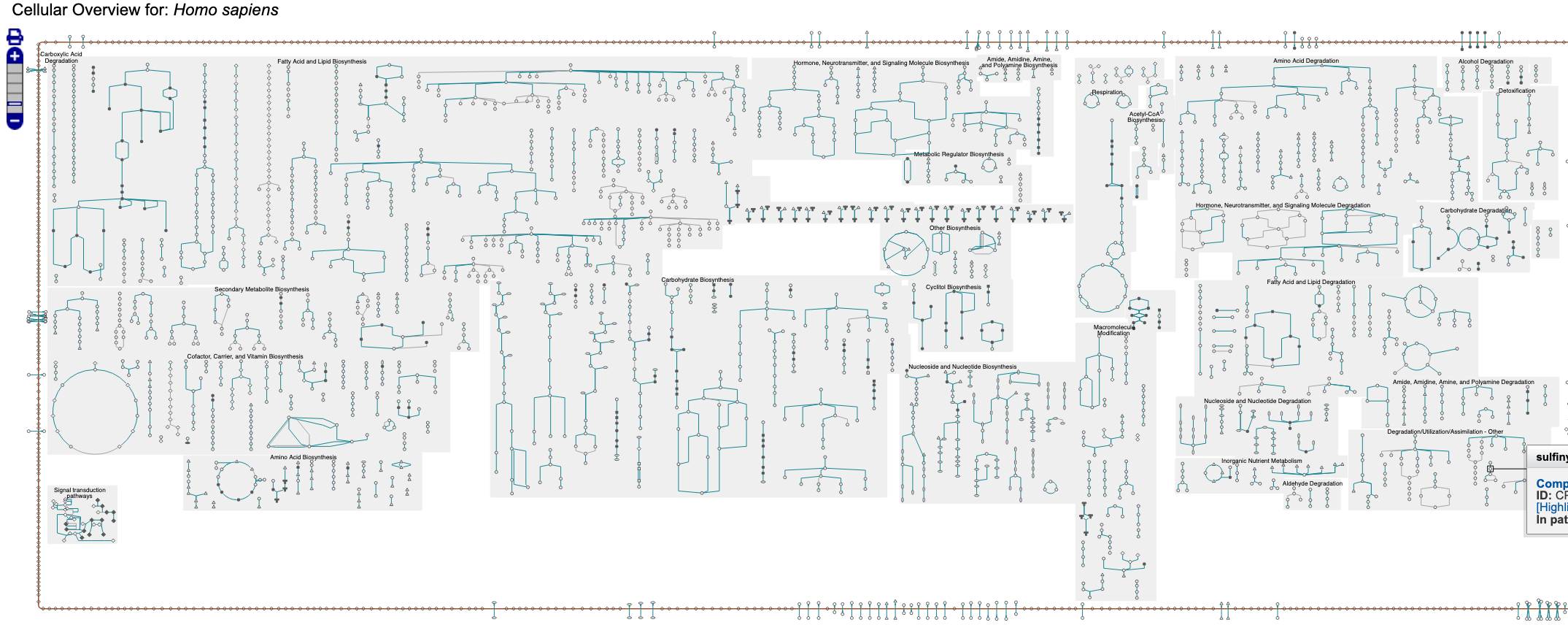 Zoomable metabolic network diagram for Homo sapiens